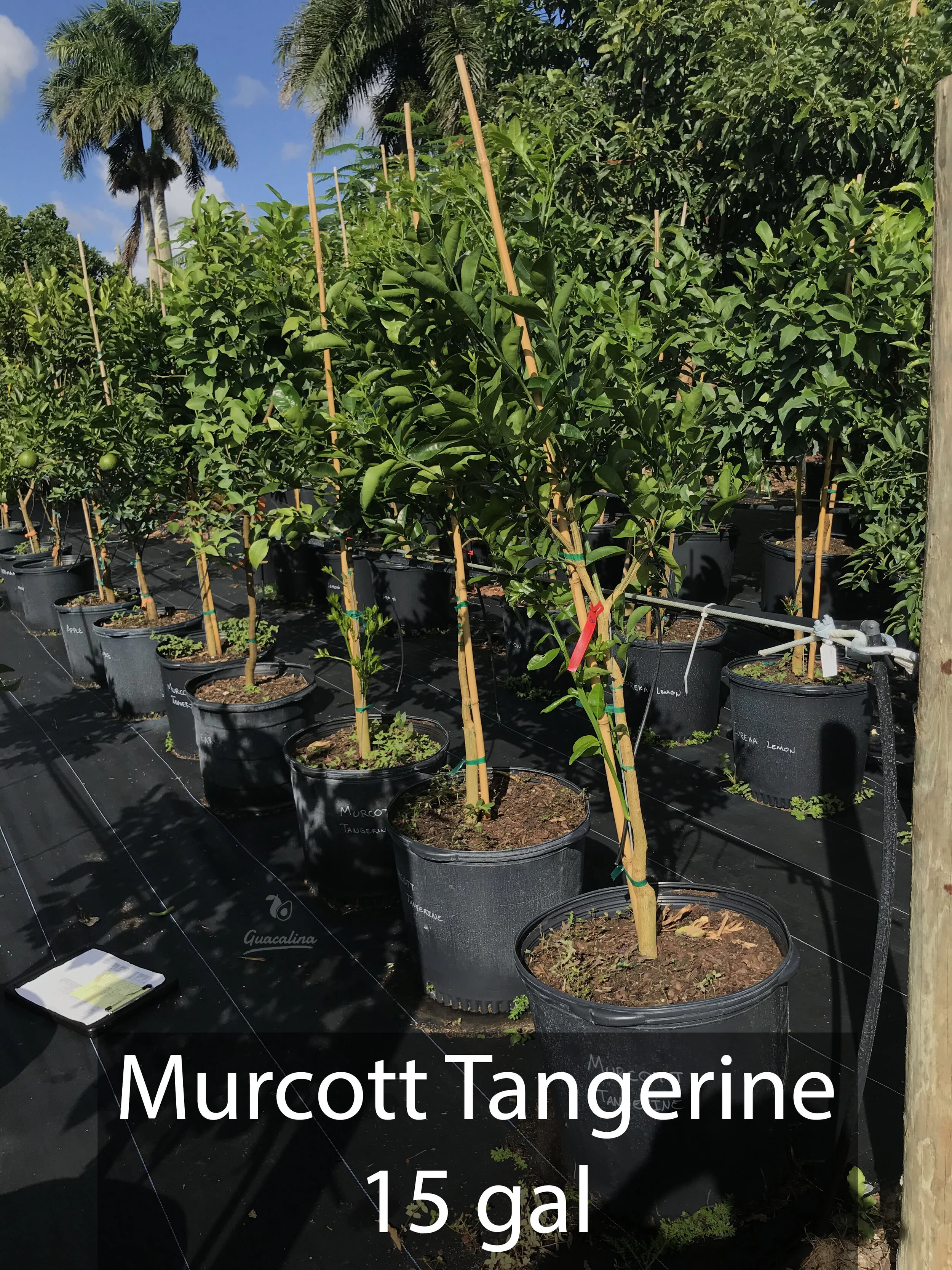 Tangerines — Guacalina Nursery & Broker